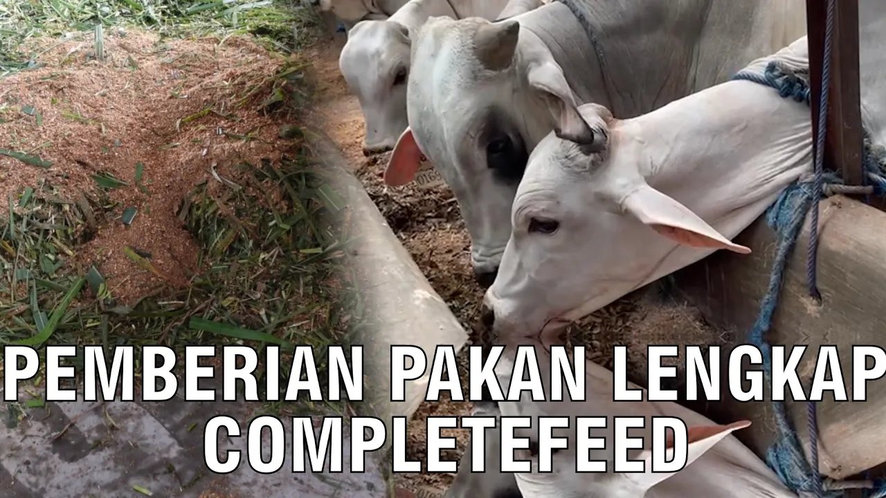
                                 Completefeed-Pakan-Ternak-Lengkap-Bernutrisi